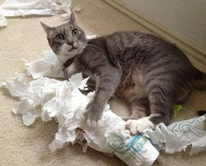 shredding-toilet-paper